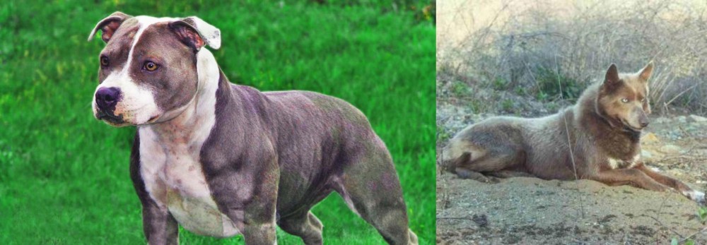 Tahltan Bear Dog vs Irish Staffordshire Bull Terrier - Breed Comparison