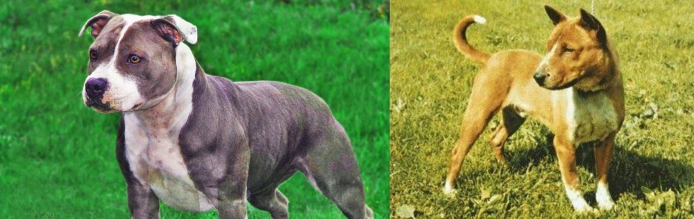 Telomian vs Irish Staffordshire Bull Terrier - Breed Comparison