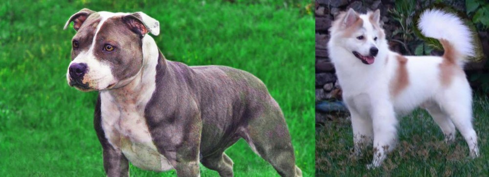 Thai Bangkaew vs Irish Staffordshire Bull Terrier - Breed Comparison