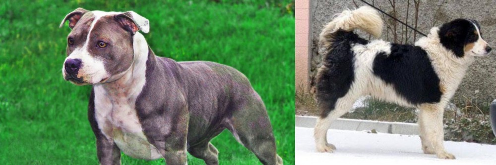 Tornjak vs Irish Staffordshire Bull Terrier - Breed Comparison