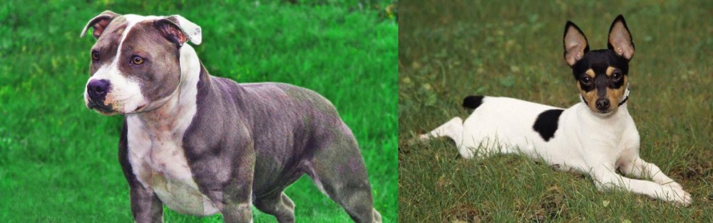 Toy Fox Terrier vs Irish Staffordshire Bull Terrier - Breed Comparison
