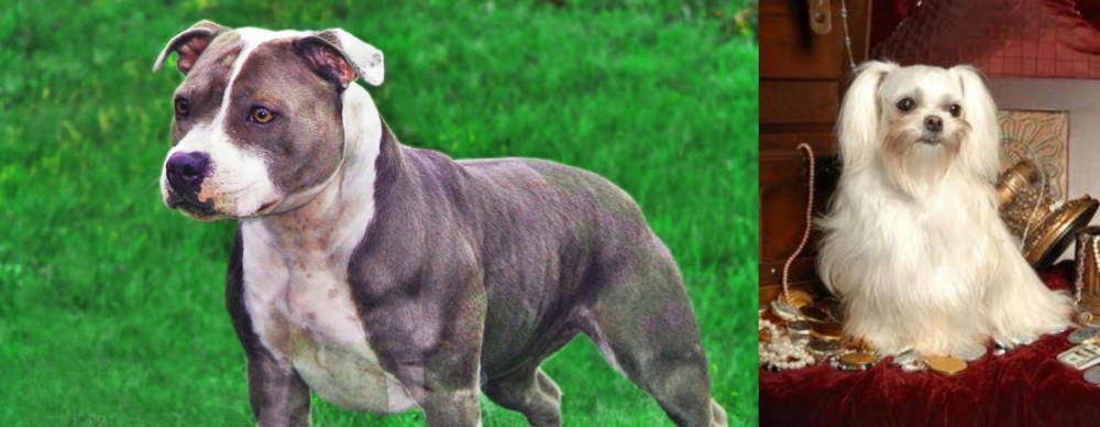 Toy Mi-Ki vs Irish Staffordshire Bull Terrier - Breed Comparison