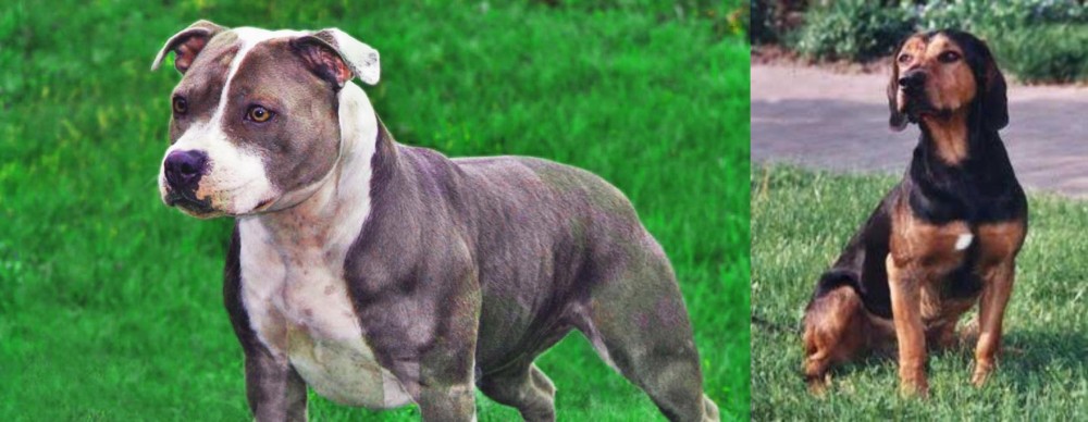 Tyrolean Hound vs Irish Staffordshire Bull Terrier - Breed Comparison
