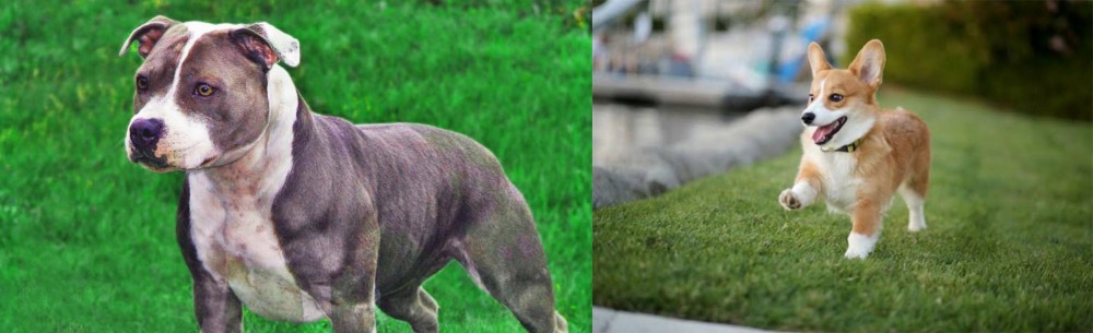 Welsh Corgi vs Irish Staffordshire Bull Terrier - Breed Comparison