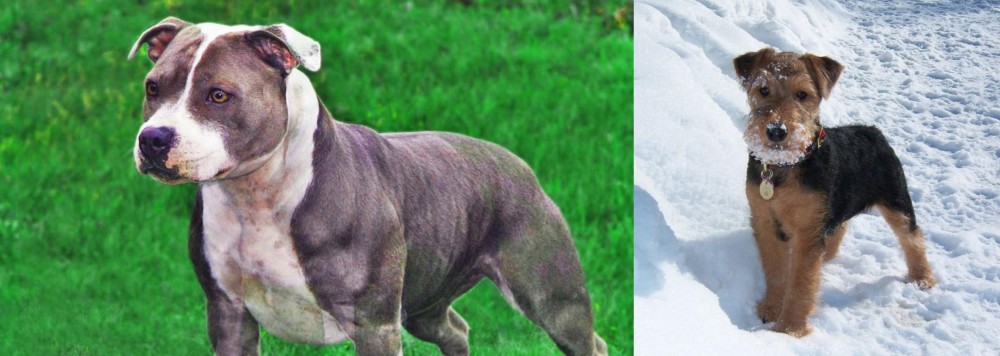 Welsh Terrier vs Irish Staffordshire Bull Terrier - Breed Comparison