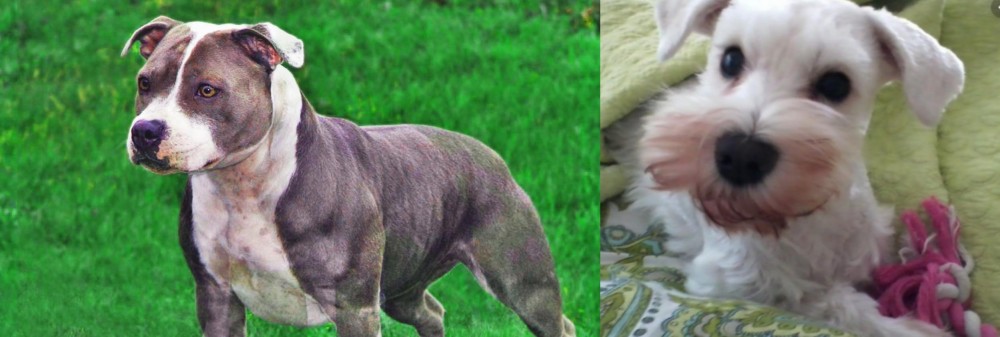 White Schnauzer vs Irish Staffordshire Bull Terrier - Breed Comparison