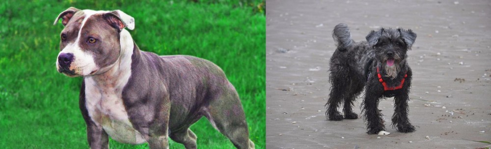 YorkiePoo vs Irish Staffordshire Bull Terrier - Breed Comparison