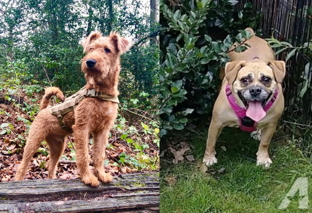 Beabull vs Irish Terrier - Breed Comparison