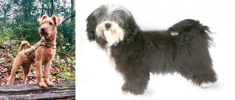 Havanese vs Irish Terrier - Breed Comparison
