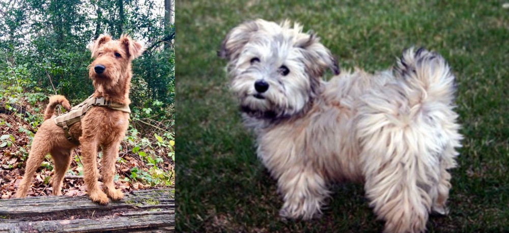 Havapoo vs Irish Terrier - Breed Comparison