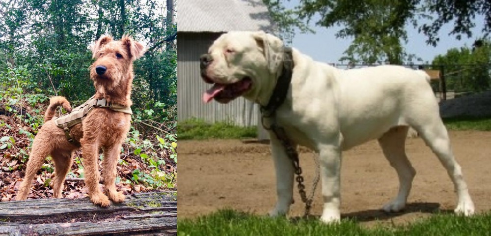 Hermes Bulldogge vs Irish Terrier - Breed Comparison