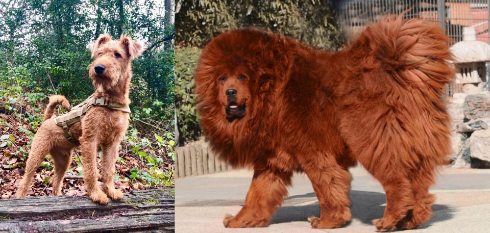 Himalayan Mastiff vs Irish Terrier - Breed Comparison