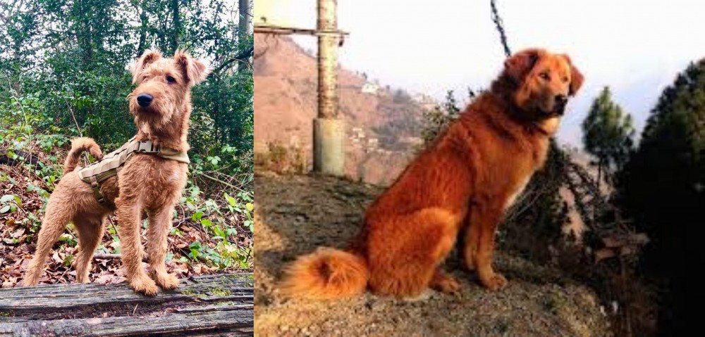 Himalayan Sheepdog vs Irish Terrier - Breed Comparison