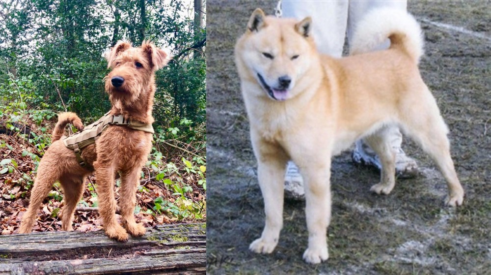 Hokkaido vs Irish Terrier - Breed Comparison