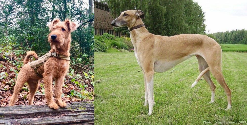 Hortaya Borzaya vs Irish Terrier - Breed Comparison