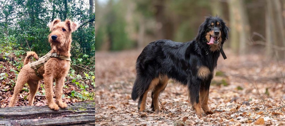 Hovawart vs Irish Terrier - Breed Comparison