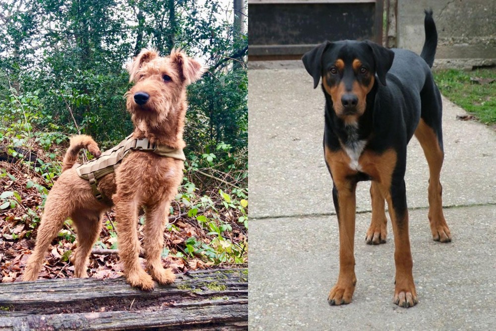 Hungarian Hound vs Irish Terrier - Breed Comparison
