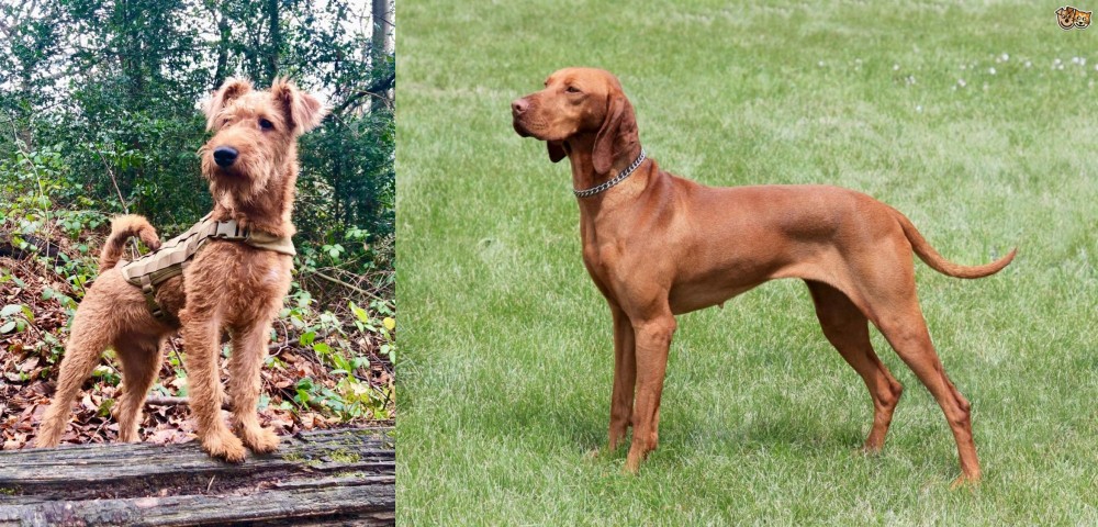 Hungarian Vizsla vs Irish Terrier - Breed Comparison