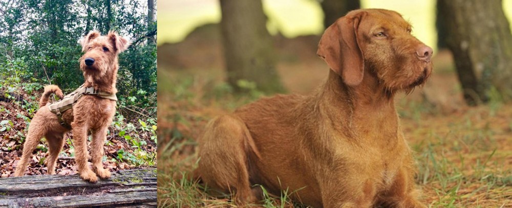 Hungarian Wirehaired Vizsla vs Irish Terrier - Breed Comparison