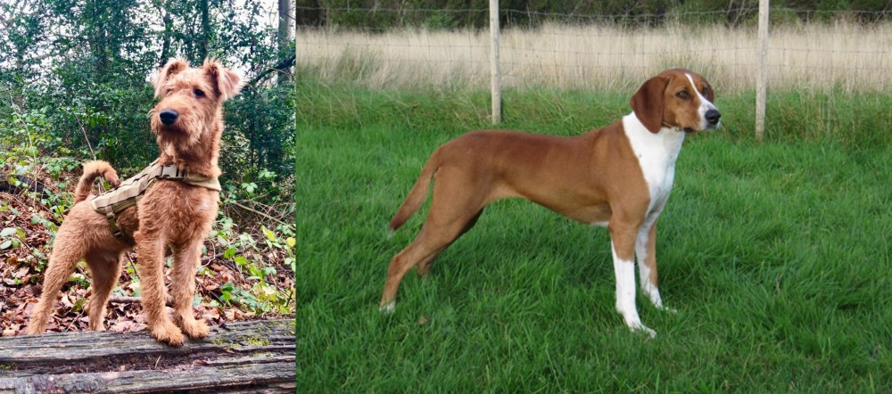 Hygenhund vs Irish Terrier - Breed Comparison