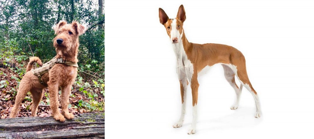 Ibizan Hound vs Irish Terrier - Breed Comparison