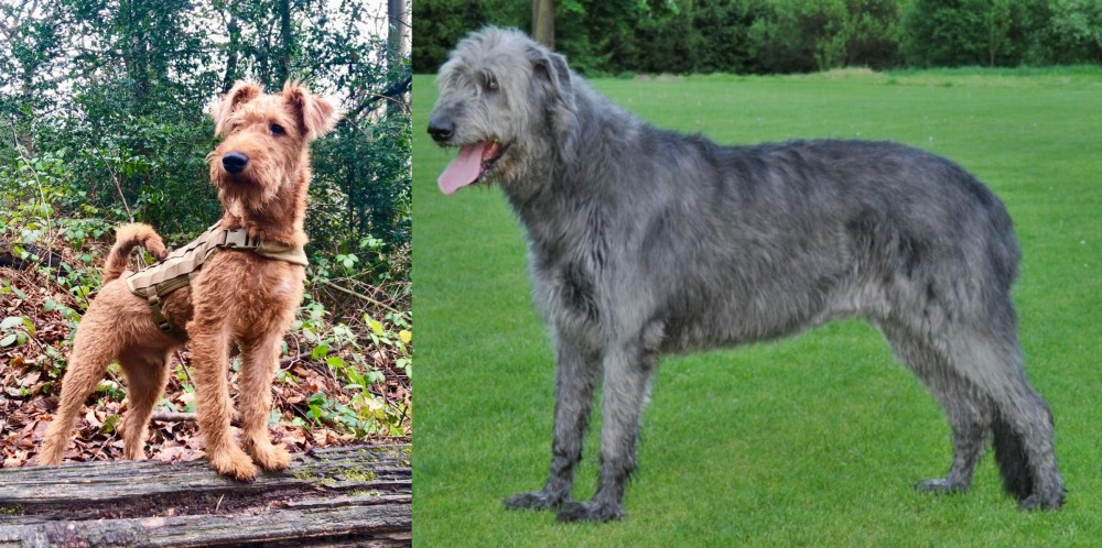Irish Wolfhound vs Irish Terrier - Breed Comparison