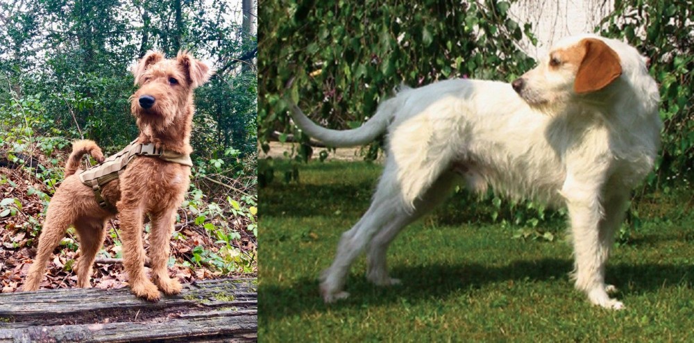 Istarski Ostrodlaki Gonic vs Irish Terrier - Breed Comparison