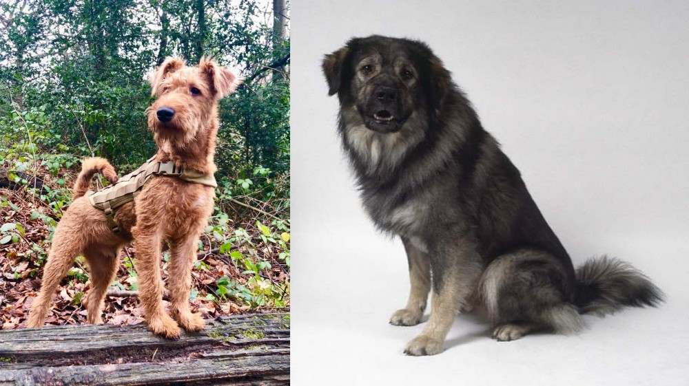 Istrian Sheepdog vs Irish Terrier - Breed Comparison