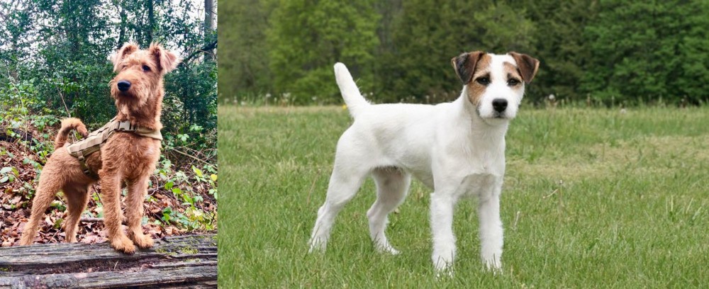 Jack Russell Terrier vs Irish Terrier - Breed Comparison