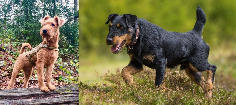 Jagdterrier vs Irish Terrier - Breed Comparison