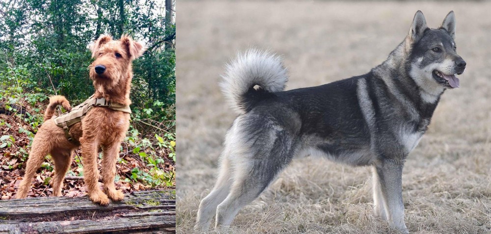 Jamthund vs Irish Terrier - Breed Comparison