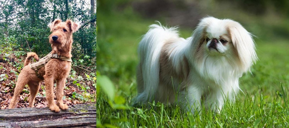 Japanese Chin vs Irish Terrier - Breed Comparison