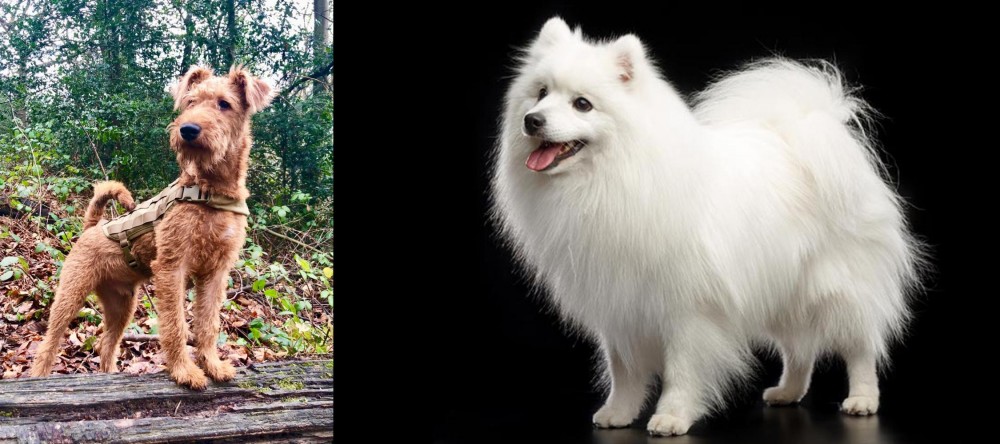 Japanese Spitz vs Irish Terrier - Breed Comparison