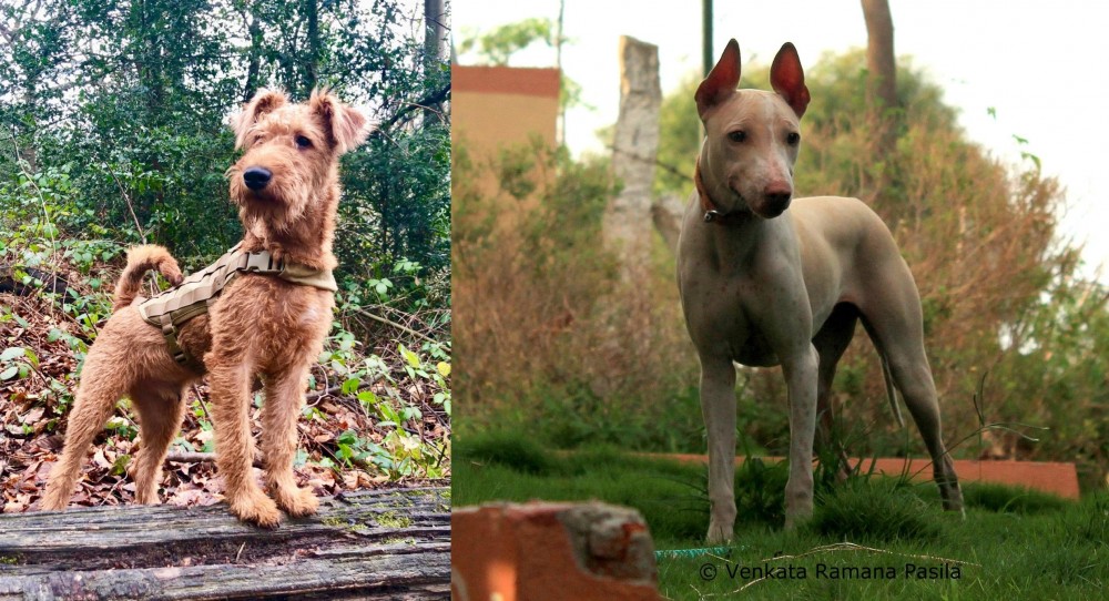 Jonangi vs Irish Terrier - Breed Comparison