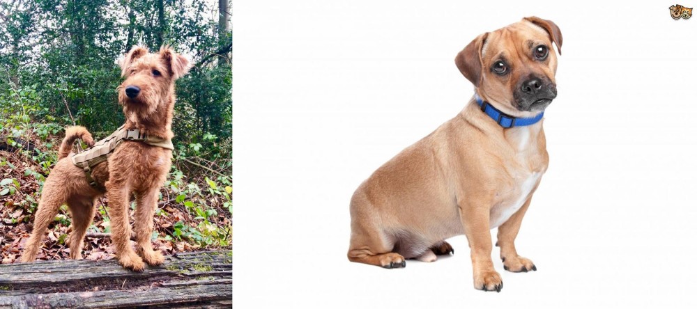 Jug vs Irish Terrier - Breed Comparison