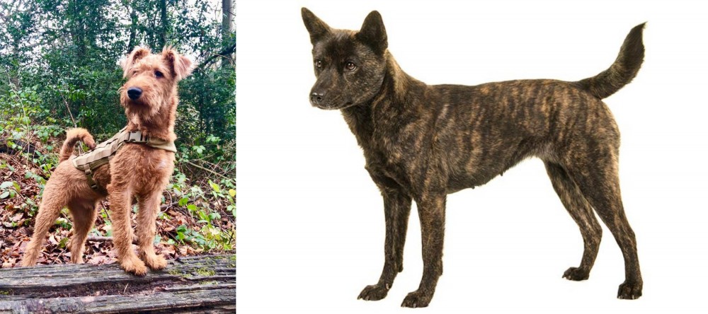 Kai Ken vs Irish Terrier - Breed Comparison