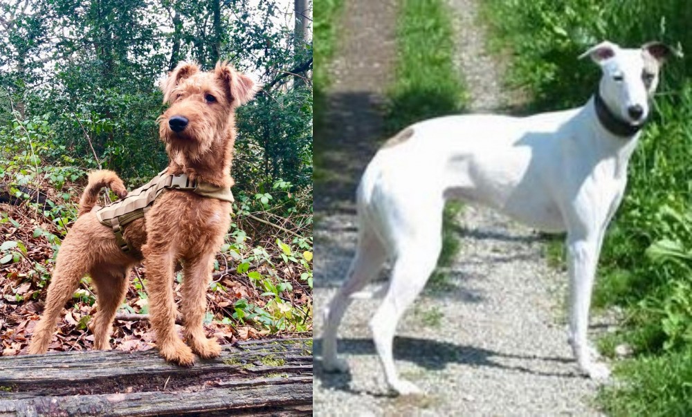 Kaikadi vs Irish Terrier - Breed Comparison