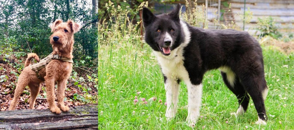 Karelian Bear Dog vs Irish Terrier - Breed Comparison