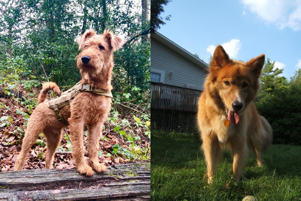 Karelo-Finnish Laika vs Irish Terrier - Breed Comparison