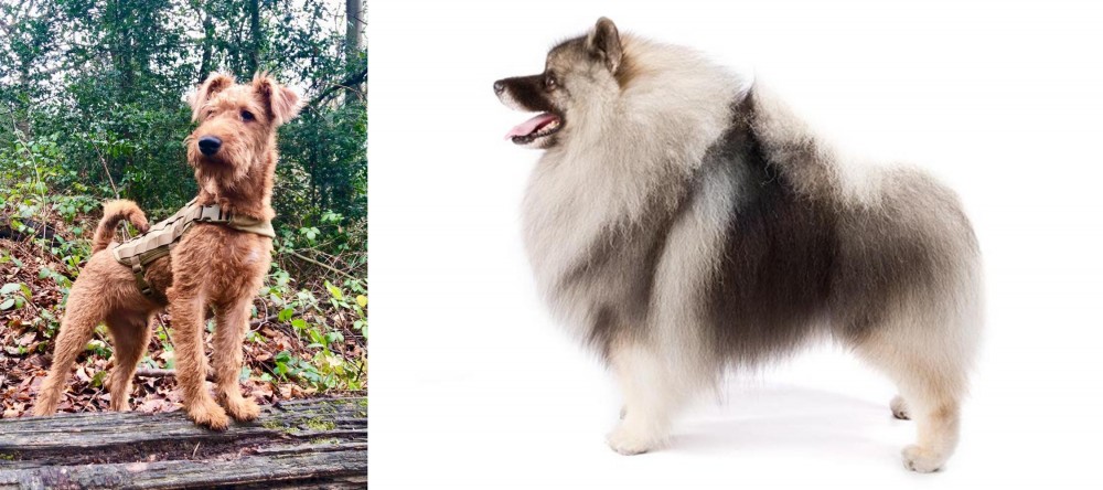 Keeshond vs Irish Terrier - Breed Comparison