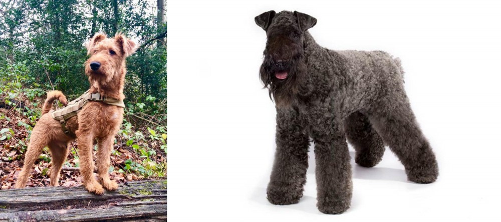 Kerry Blue Terrier vs Irish Terrier - Breed Comparison