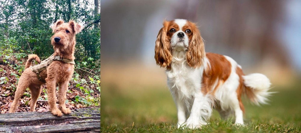 King Charles Spaniel vs Irish Terrier - Breed Comparison