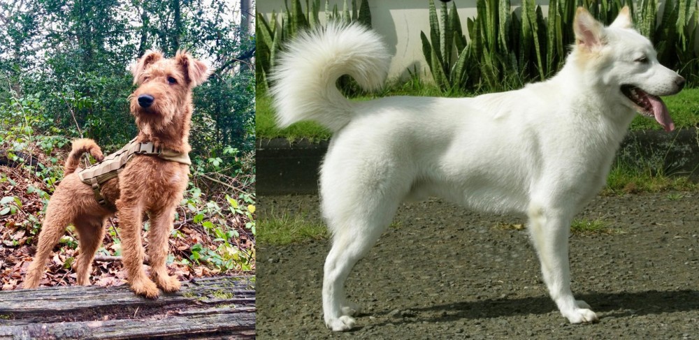 Kintamani vs Irish Terrier - Breed Comparison