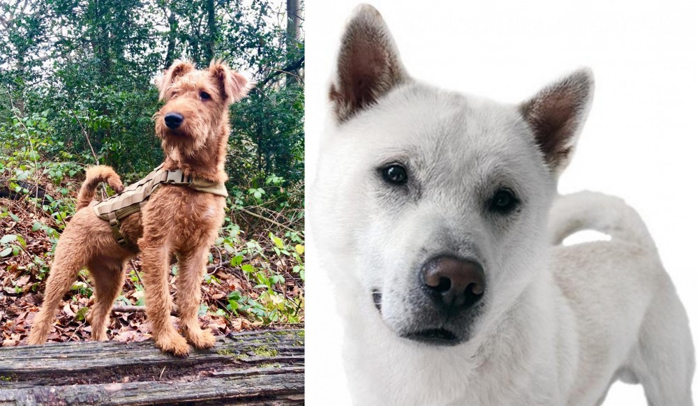 Kishu vs Irish Terrier - Breed Comparison