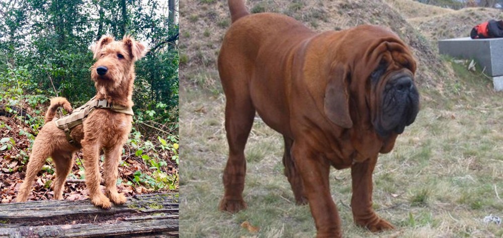 Korean Mastiff vs Irish Terrier - Breed Comparison