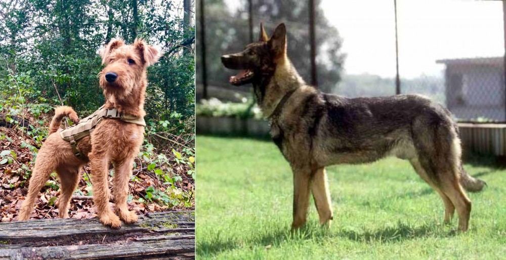 Kunming Dog vs Irish Terrier - Breed Comparison