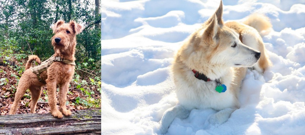 Labrador Husky vs Irish Terrier - Breed Comparison