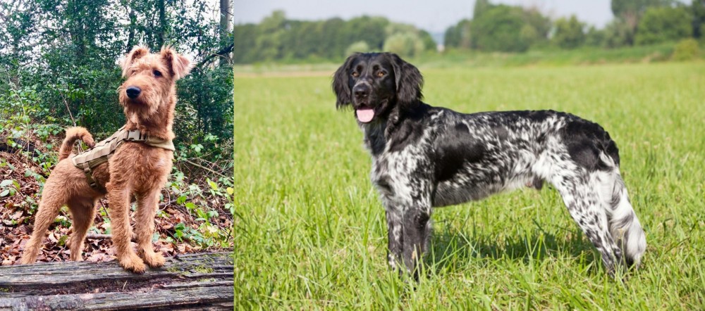 Large Munsterlander vs Irish Terrier - Breed Comparison