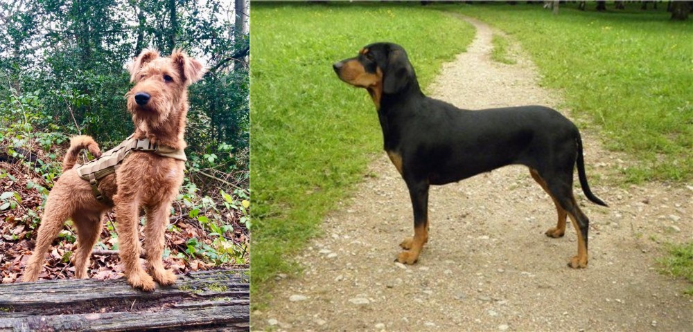 Latvian Hound vs Irish Terrier - Breed Comparison