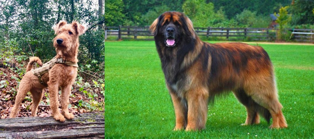 Leonberger vs Irish Terrier - Breed Comparison